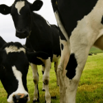 Locally owned Tassie dairy farm fund grows portfolio