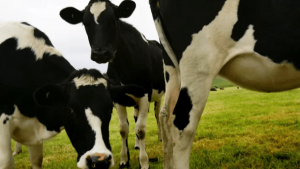 Foreign Ownership Threatens NZ Farming Future