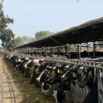 Major Victory for California Dairy Civil War