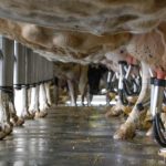 Manage risk during milks wild price ride