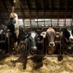 Million Remains Available for Pennsylvania Dairy Industry Farmers Urged to Apply for Relief