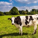 New technology helping dairy farmers out of a manure y situation