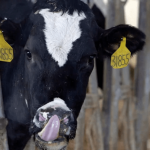 Newfoundland made butter could soon be a thing if these farmers succeed