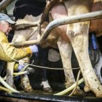 SRUC calling on dairy farmers to help with M.bovis research