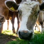 Scottish dairy farmers urged to take part in disease study