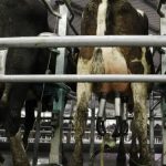 South west Victorian farmers left in the dark during power outage