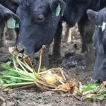 Temuka dairy farm fails to convince court to set aside a statutory demand