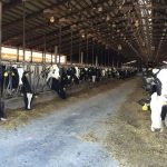 USDA report describes fast paced consolidation of dairy industry