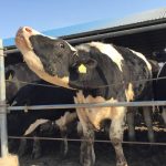 What is hindering dairy bred beef in Australia