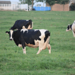 AgDay Dairy Analysis Every Bit of Demand Helps During COVID 19