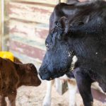 Curlys tops when it comes to breeding hardy calves