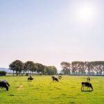 Dairy Australia Launches New App To Help Dairy Industry Workers Upskill