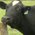 Dairy farm industry could be on the rebound