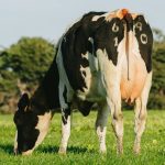 Dairy farmers urged to breed environmentally friendly cows