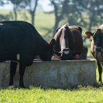 Dairy sector calls for action on mental health