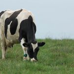 Farmer voices needed in dairy contract consultation