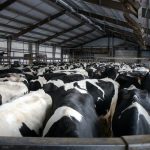 Federal aid improving safety net for Midwestern dairy farmers