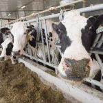 Food giants pushing Agolin in dairy rations