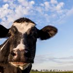 Grants support organic dairy herd management research