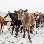 Heavy snowfall forecast for South Island