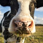 Horizon Organic aims to be the first milk producer to remove more carbon dioxide than it produces