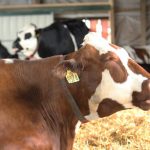 How to strike the balance with hypocalcemia in your herd