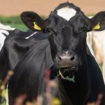 Milk prices creep up as dairy commodity values rise