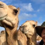 Sunshine Coast camel dairy the only organically certified dromedary dairy in the world expands into agritourism