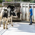 The Cows Come Home to UW–Madisons Dairy Cattle Center