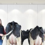 Top ranking cows bulls and heifers deliver for Australian dairy farmers