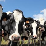 Understanding how the Johnes Disease score system works on dairy farms