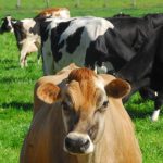 ACCC hits Union Dairy Company with 10500 code infringement