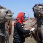 Across China Herdsmen milk fortune from camel industry