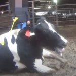 Alleged animal abuse in US dairy sector under investigation