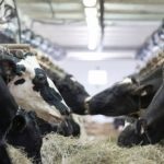 As Foreign Milk Investments Sour Fonterra Heads For Home Pastures