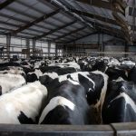 Battle over southeast Minnesota dairy expansion drags on