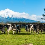 Chinese demand boosts Fonterra milk price