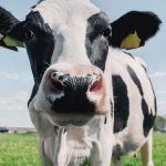 Dairy Business Association endorses candidates in western Wisconsin