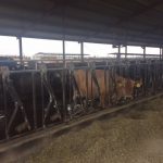 Dairy Industry Expected To Return To Normal Next Year