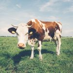 Dairy Industry Sets Sights on Change