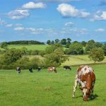 Dairy co op Darigold expands organic offerings