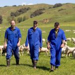 Dairy family branches out into sheep milk on the back of impressive numbers