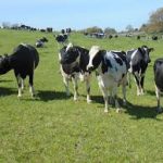 Dairy farmers successful in dismissing injunction