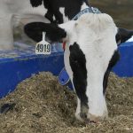 Dairy farmers want compensation action