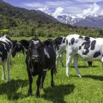 Dairy industry short hundreds of staff