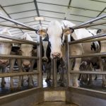 Dairy lobby deception does not belong in virtual classroom