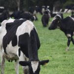 Dairy plan highlights profitability confidence and unity for industry