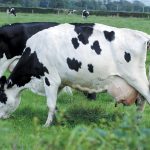 Dairy sector unveils national traceability program