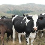 Fonterra raises forecast milk price