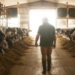 How dairy farmers are protecting our planet